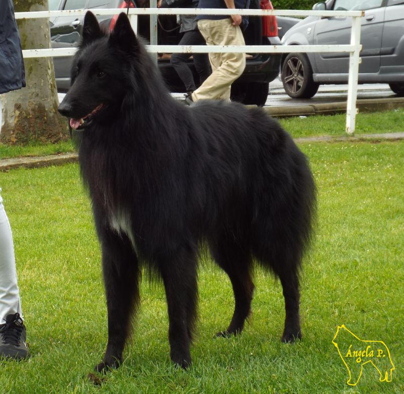 Pivo De Can Duvell EXC 3 abierta machos 